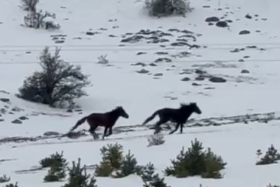 Yılkı atları kar üzerinde görüntülendi