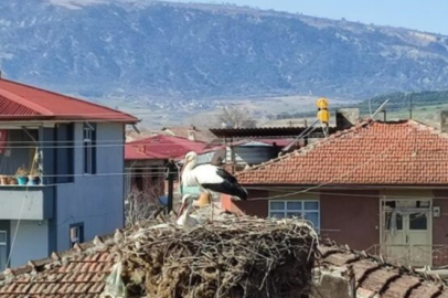 Baharın müjdesi leylekler Amasya'da