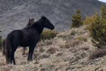 Yılkı atları bu defa da Karakese köyüne misafir oldu