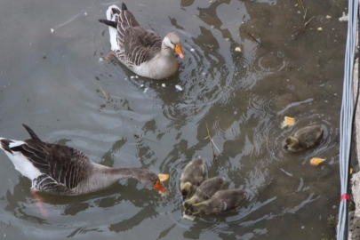 Yeşilırmak'taki minik yavrular halkın ilgi odağı oldu