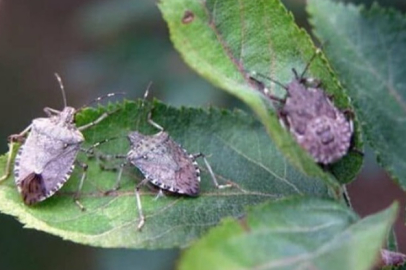 Kokarca tehlikesi Amasya çiftçisine anlatıldı