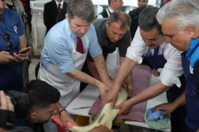 8 bin çipli “Mersin Balığı” Karadeniz’e bırakılacak