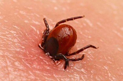 Amasya'da ekiplerden kene uyarısı