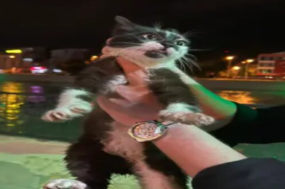 Yeşilırmak’a düşen kedi kurtarıldı