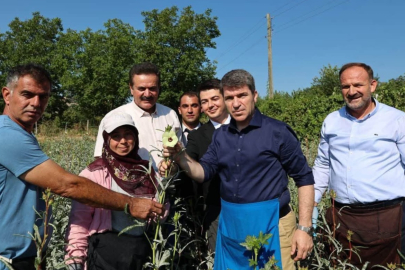 Bamya hasadı başladı