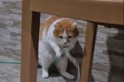 Kedi patisiyle hortumu kaldırıp su içti