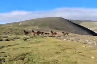 Yılkı atları objektiflere takılmaya devam ediyor